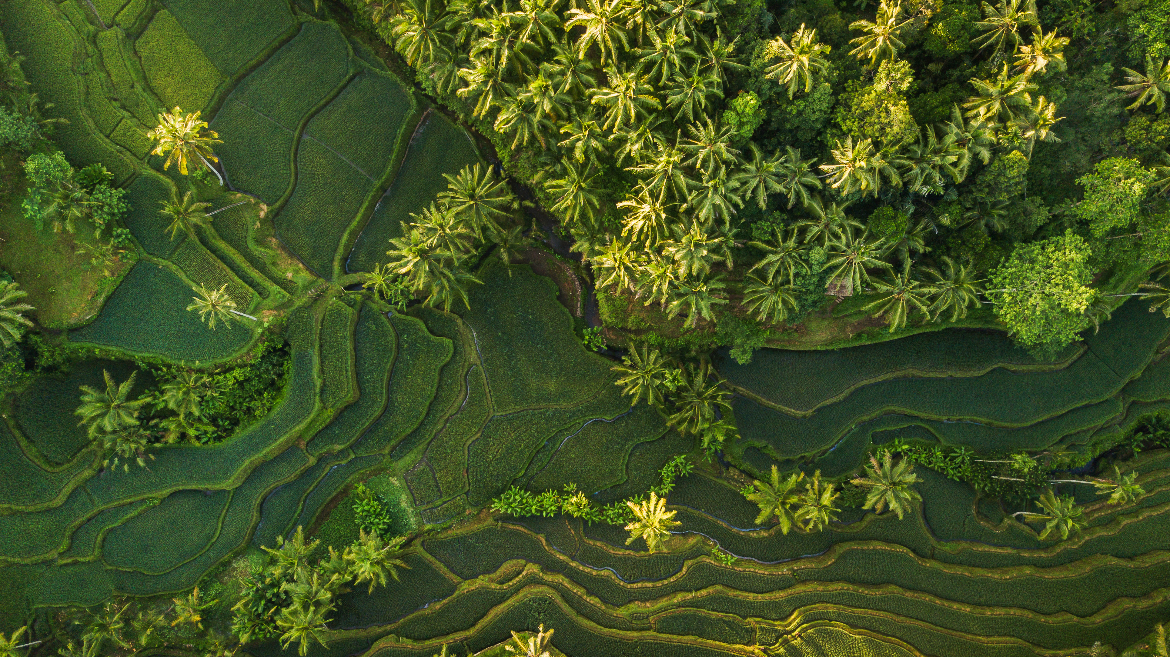 Business priorities for mobilising and scaling finance for biodiversity - ICC - International Chamber of Commerce